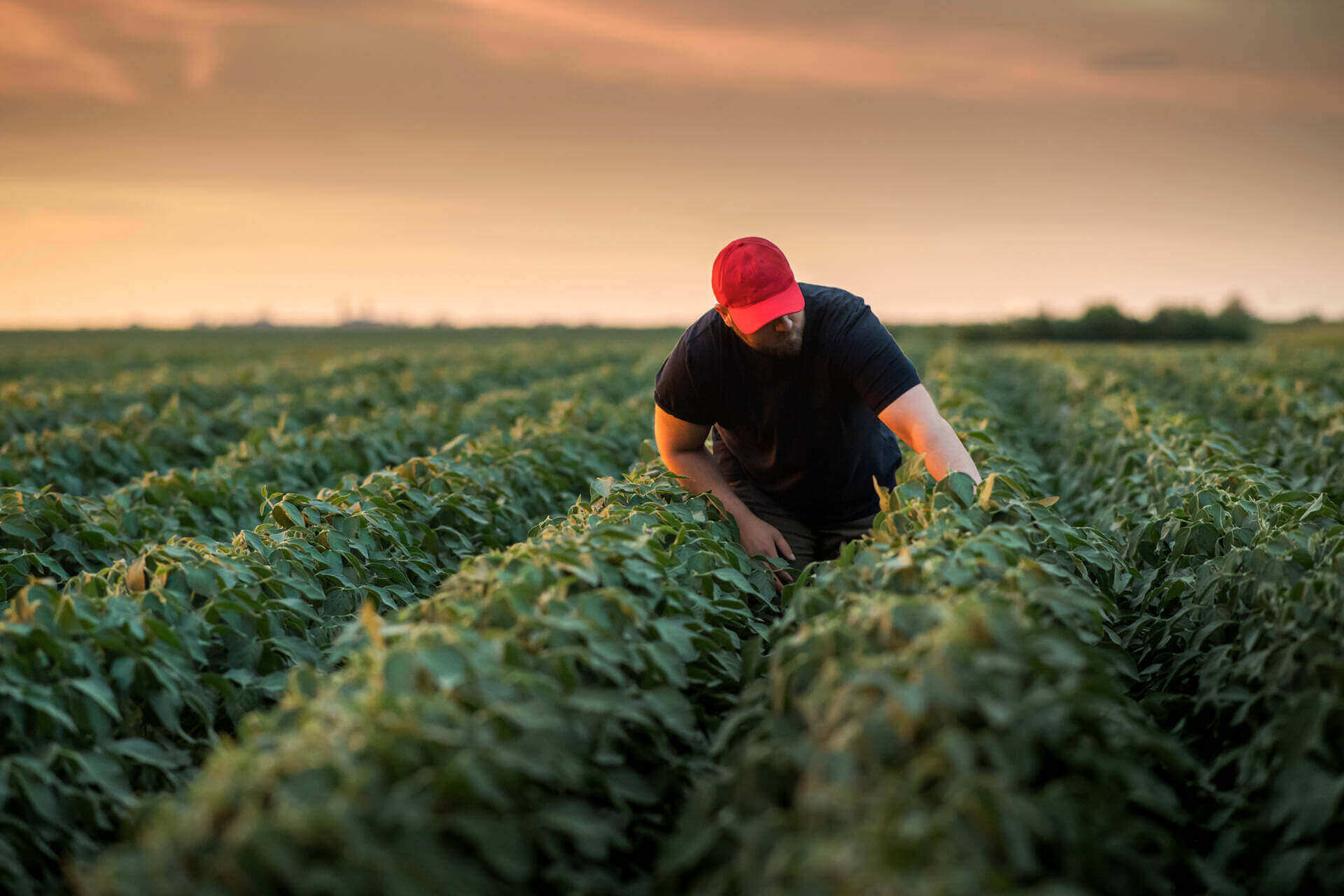 Man in field checking on the crop