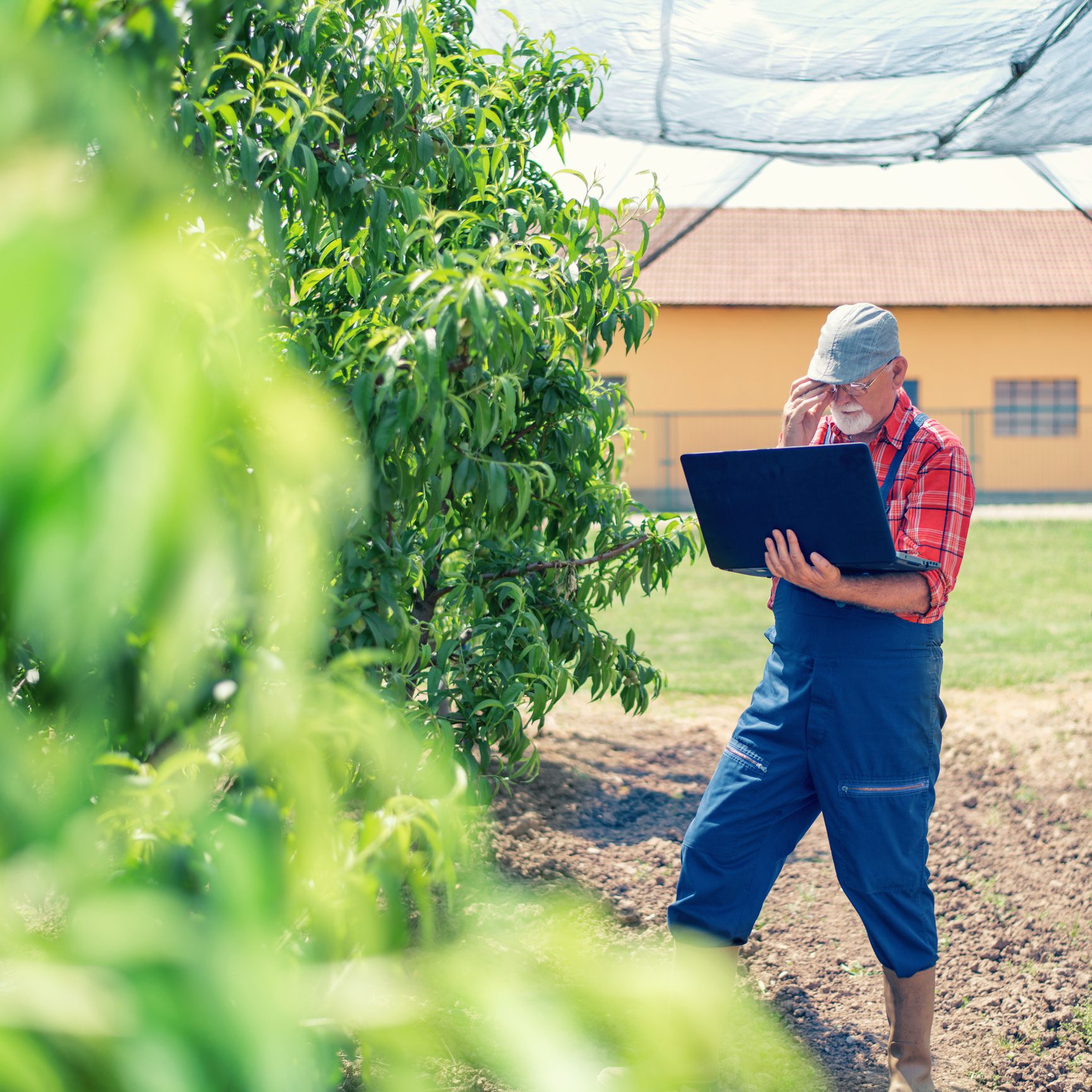 Orchardman using laptop
