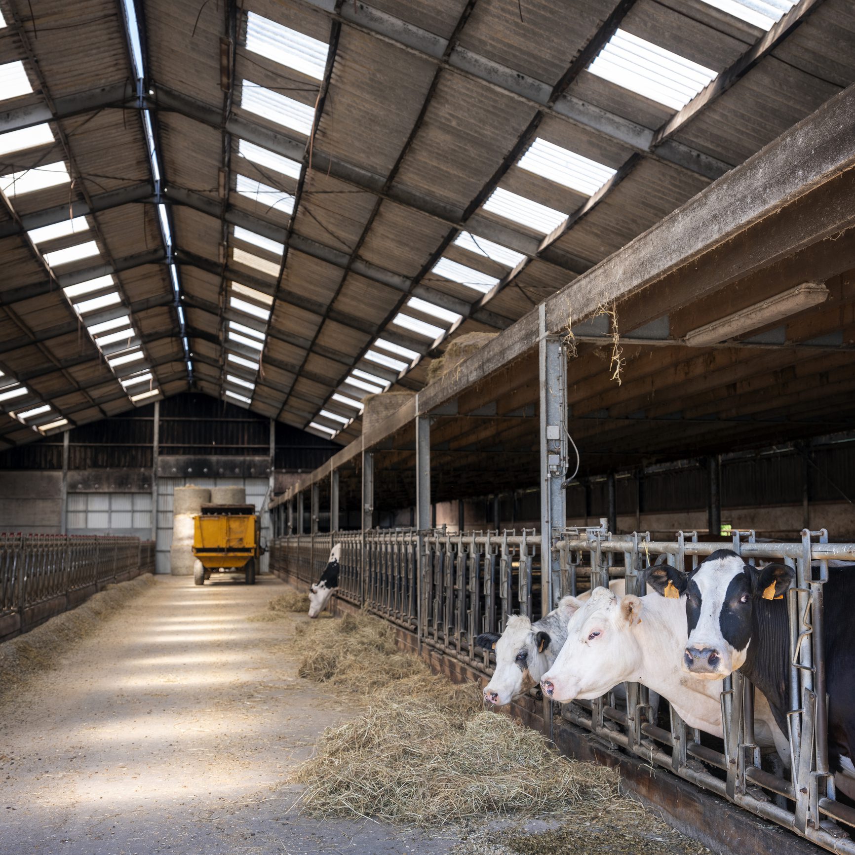 cows feed from hay in barn of farm