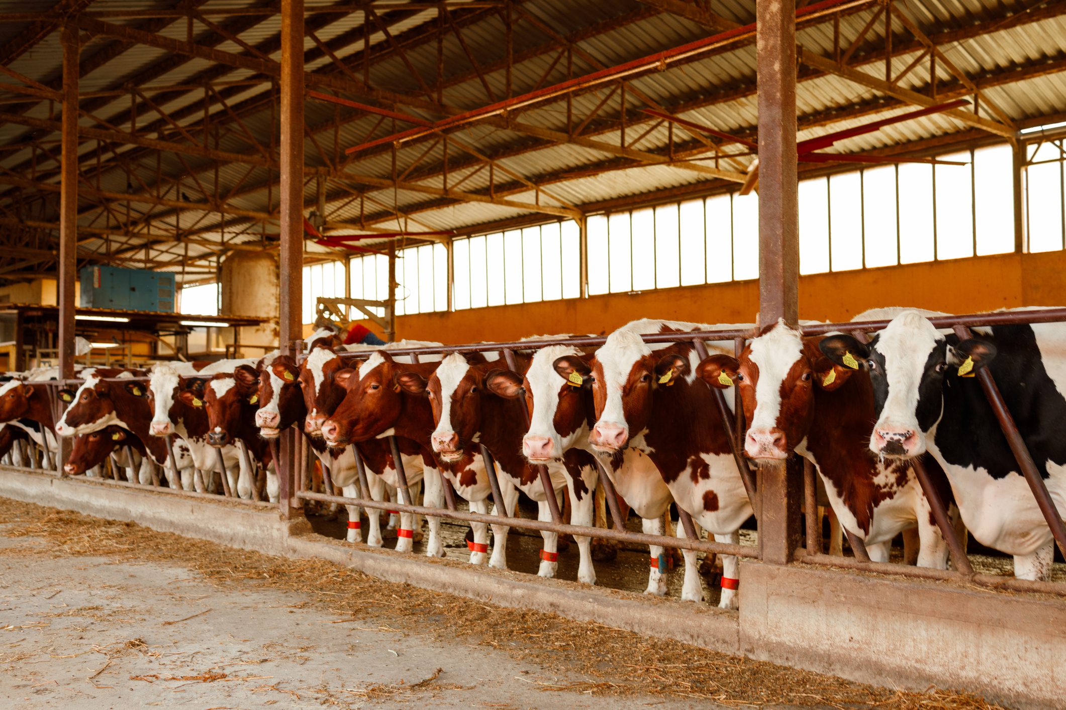 Dairy cows lined in modern barn feeding stall, farm financing support
