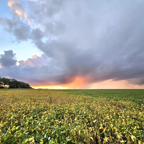 Nebraska soybean field landscape with sunset.