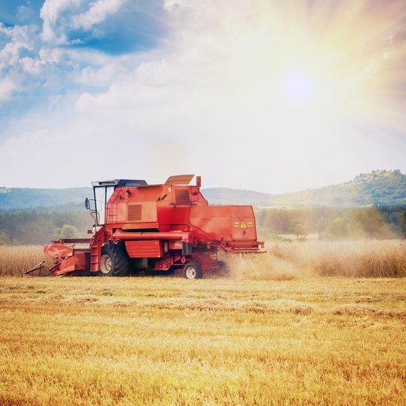 combine harvester working on a corn field